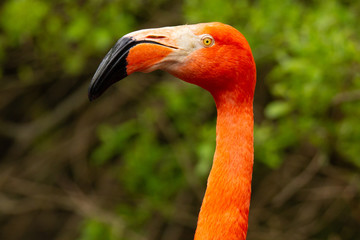 Fenicottero rosso