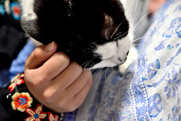 猫