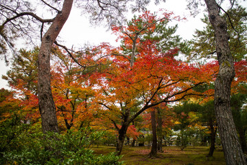 Tree in autumn