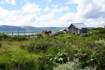 Norwegen im Sommer / Runde / Rondane