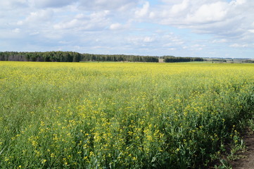 field of oilseed rape