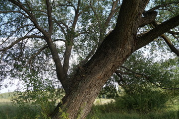 tree in the forest