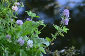 A beautiful spring day to a beautiful park in Nederland, where there are a lot of tulips and other primroses, spring park. 
