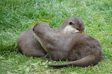 Otters