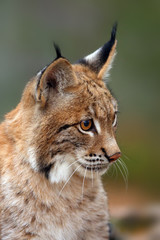 Fototapeta premium Ryś euroazjatycki (Lynx lynx), portait. Portret kota subadult.