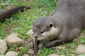 Obraz premium Otter-01