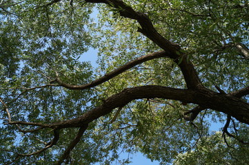 tree with green leaves