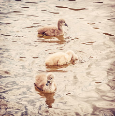 Young ones of white swan, red filter © vrabelpeter1