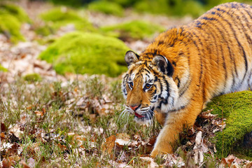 The Siberian tiger (Panthera tigris tigris),also called Amur tiger (Panthera tigris altaica) portrait in the green forest.