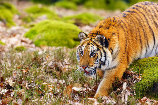 The Siberian tiger (Panthera tigris tigris),also called Amur tiger (Panthera tigris altaica) portrait in the green forest.