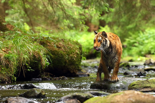 Fototapeta The Siberian tiger (Panthera tigris tigris),also called Amur tiger (Panthera tigris altaica) walking through the water. Beautiful female Siberian tiger in warm summer.