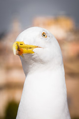 Seagull looking funny