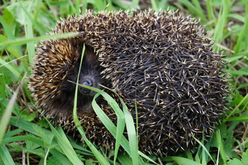 hedgehog in the grass