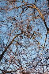 Cormorants on the trees