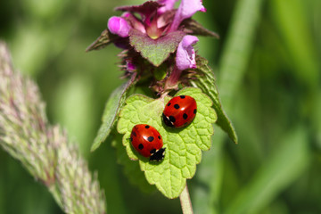 Close-up ladybugs (ladybirds) on the meadow wildplant