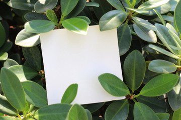 torn paper on leaf background with copy space for text