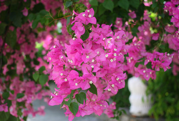 Fototapeta na wymiar beautiful pink flowers of bougainvillea