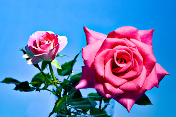 pink rose