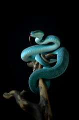 blue insularis pit viper