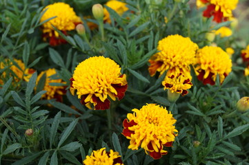 yellow flowers in garden