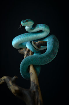 blue insularis pit viper