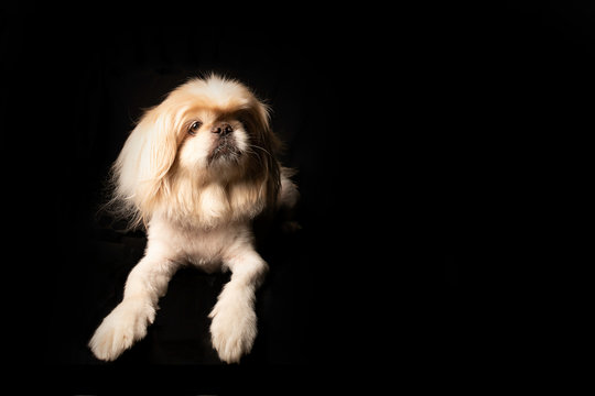 Image of a white Chinese Pekingese dog posing on dark background