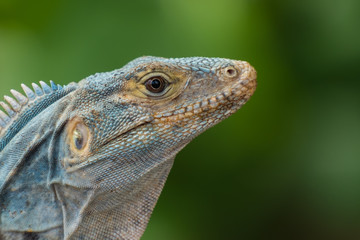 Fototapeta premium Schwarzleguan