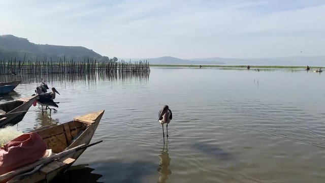 Fisherman and birds getting ready for the day at Lake Ziway Ethiopia December 2018 tc01