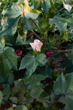Close up view of a Cotton flower on green plants - farming in South Africa