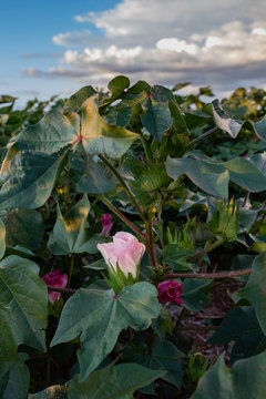 Close up view of a Cotton flower on green plants - farming in South Africa