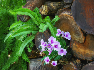 Close-up Purple White Orchid Flower by Wooden Logs Pile