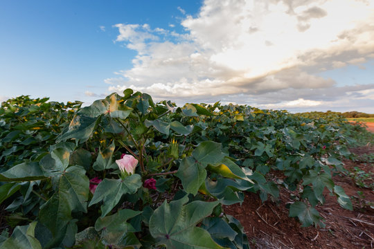 Close up view of a Cotton flower on green plants - farming in South Africa