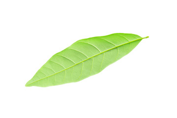 Obraz premium Dimocarpus longan leaf isolated on white.