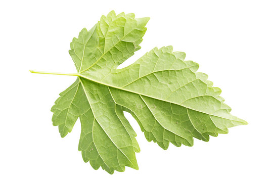 Morus,Mulberry leaf isolated on white.
