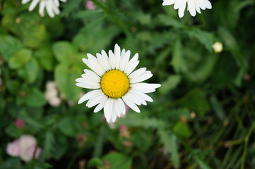 daisy in the grass