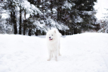 samoyed dog in winter forest