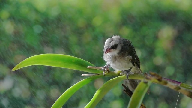Fledgling bulbul bird in the rain. Close up of young bird  perching on orchid branch wet in the rain shaking wings and plumage with natural green bokeh background ,hd slow motion video.