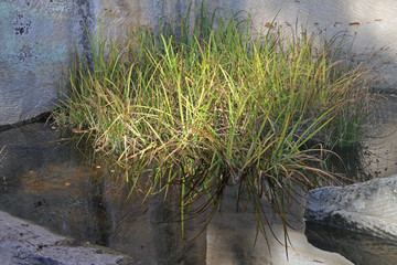 Tümpel im Steinbruch