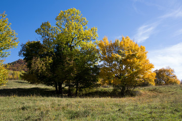 Herbstbaum