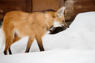 The maned wolf. The mane wolf is a predatory mammal of the canid family. Translated from the Greek its name means "short-tailed Golden dog". © galina_savina