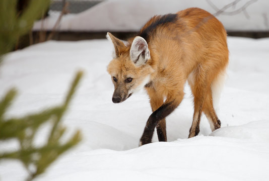 The maned wolf. The mane wolf is a predatory mammal of the canid family. Translated from the Greek its name means "short-tailed Golden dog".