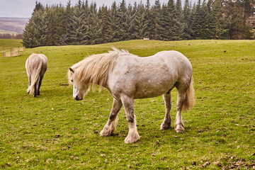 Naklejka na ściany i meble Caballo Escocés. Caballo blanco con pelo largo en una pradera extensa verde. Scottish horse White horse with long hair in a green wide meadow.