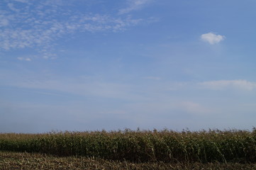 green grass and blue sky