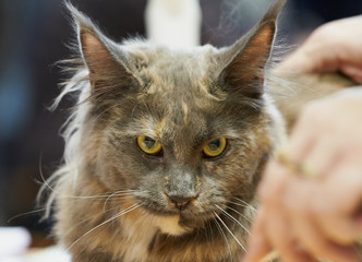 Looking cat portrait