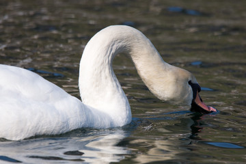 Schwan