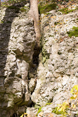 Wurzeln brechen Felsen