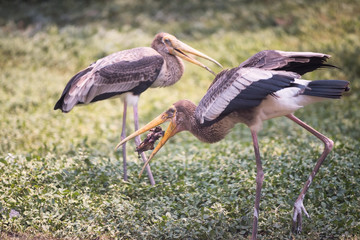 Heron or Egret eat dead animal