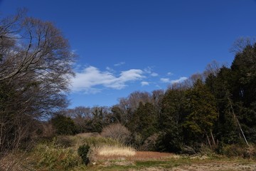 Obraz premium Wintertrees and the sky and clouds