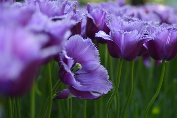 purple flowers in the garden