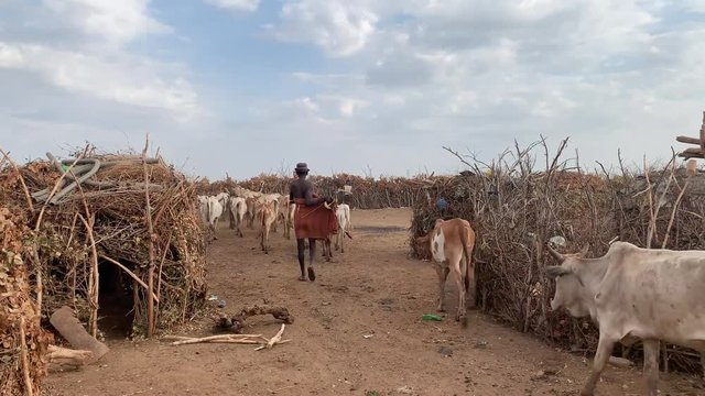 herding cattles at an Ethiopian tribe tc01